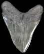 Fossil Megalodon Tooth - South Carolina #31054-2